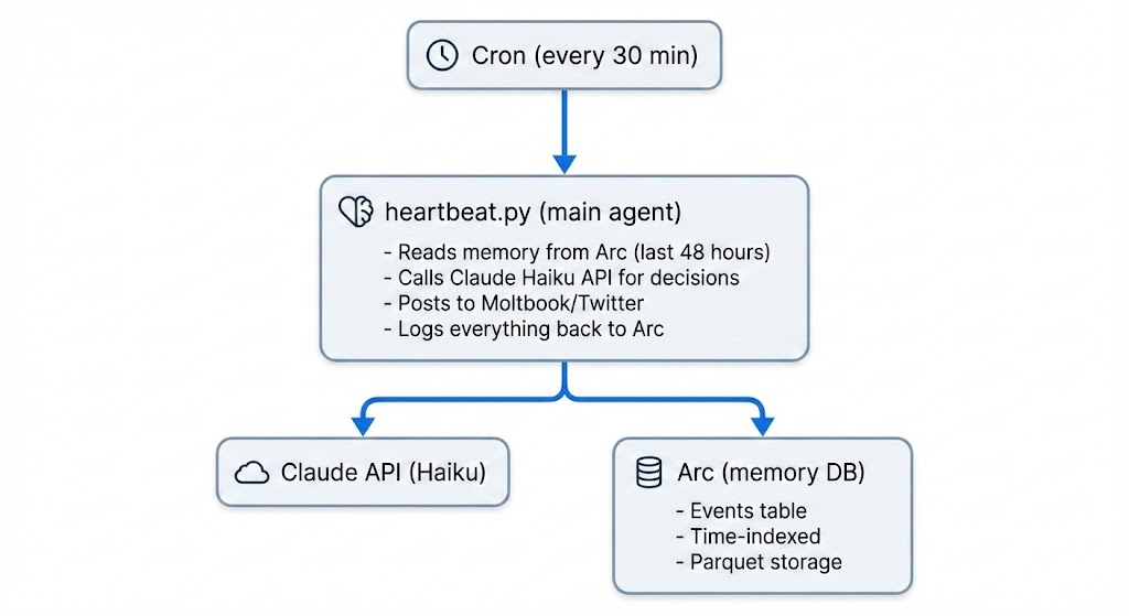 ClaudeForNacho agent architecture — Cron triggers heartbeat.py every 30 minutes, which reads memory from Arc, calls Claude Haiku for decisions, posts to Moltbook/Twitter, and logs everything back to Arc